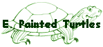 E. Painted Turtles