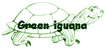 Green iguana