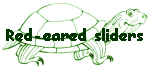 Red-eared sliders